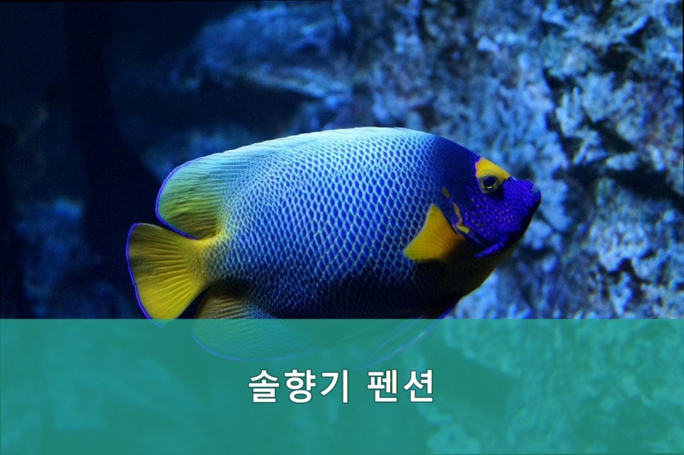 솔향기펜션 사진 2