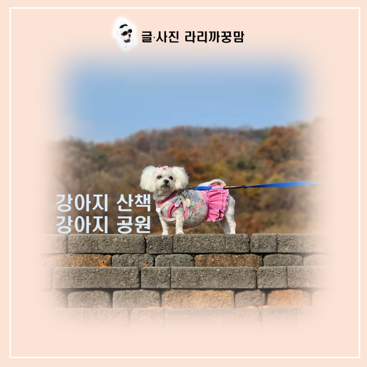  햇살 속 강아지 산책, 꼭 알아야 할 필수 준비물