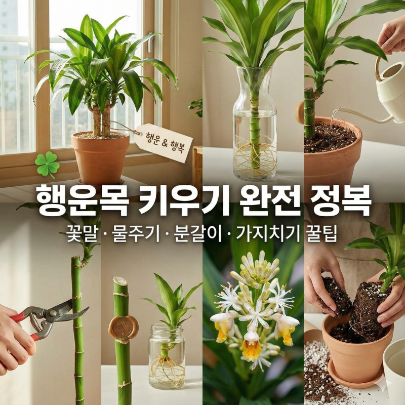 행운목 키우기 꽃말 물주기 분갈이 가지치기 방법
