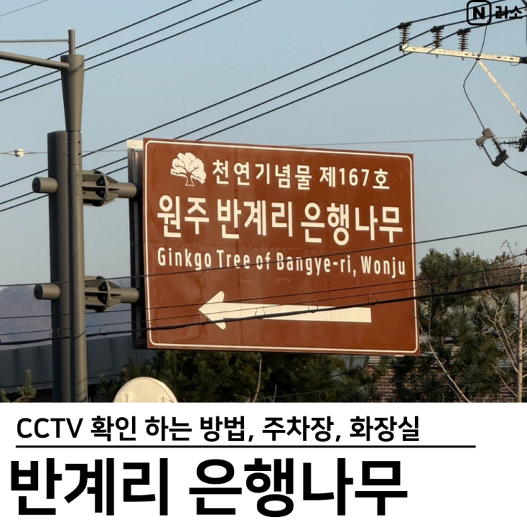  반계리 은행나무 cctv 링크 확인 방법 주차장 화장실 나이