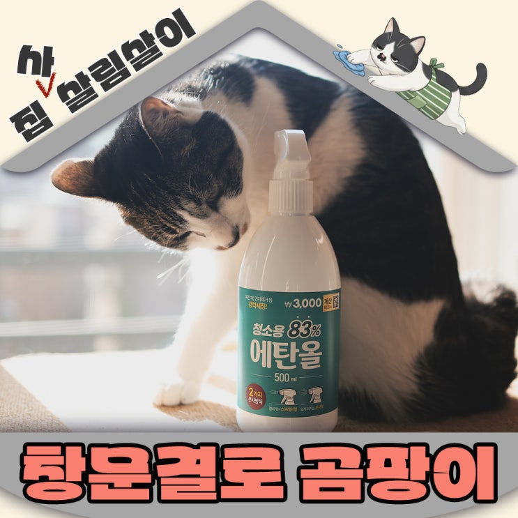 창틀결로 곰팡이 고양이집이라면 락스말고 이걸로