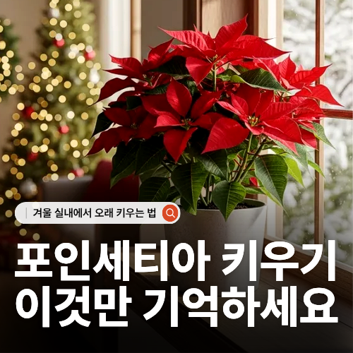  포인세티아 키우기 초보 가이드 꼭 챙겨야 할 3가지 관리법