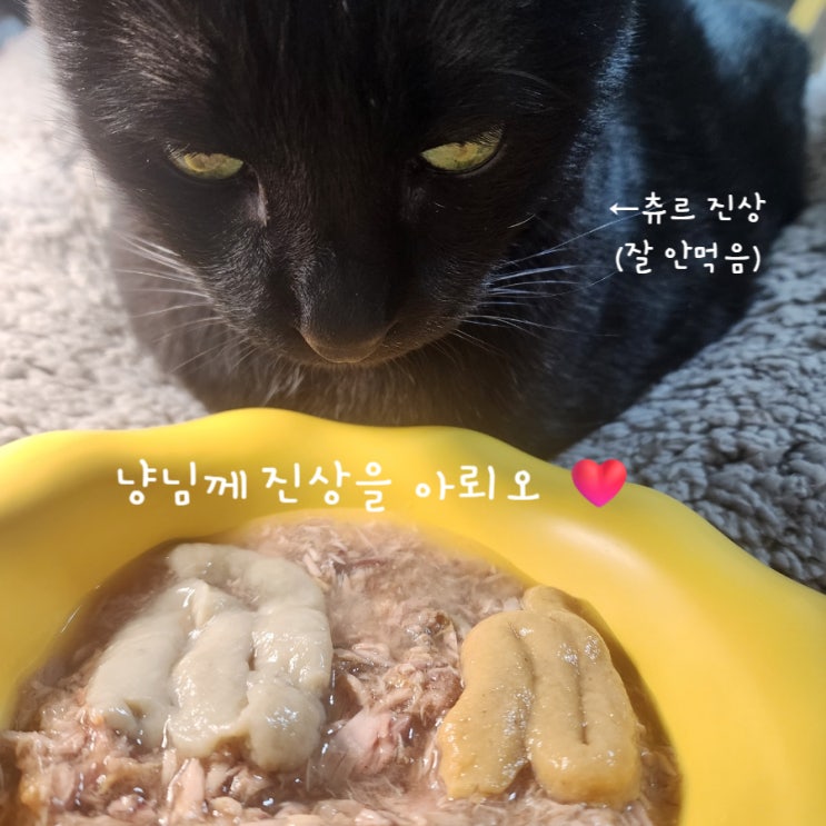  고양이츄르 갈치 참돔 소고기요?잠깐 줘바바 +조공 츄르