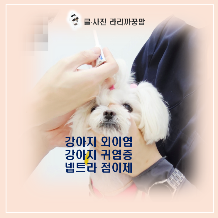  강아지 외이염 싹! 단 한 번 투약으로 두 달 가는 '이것'의 정체는?