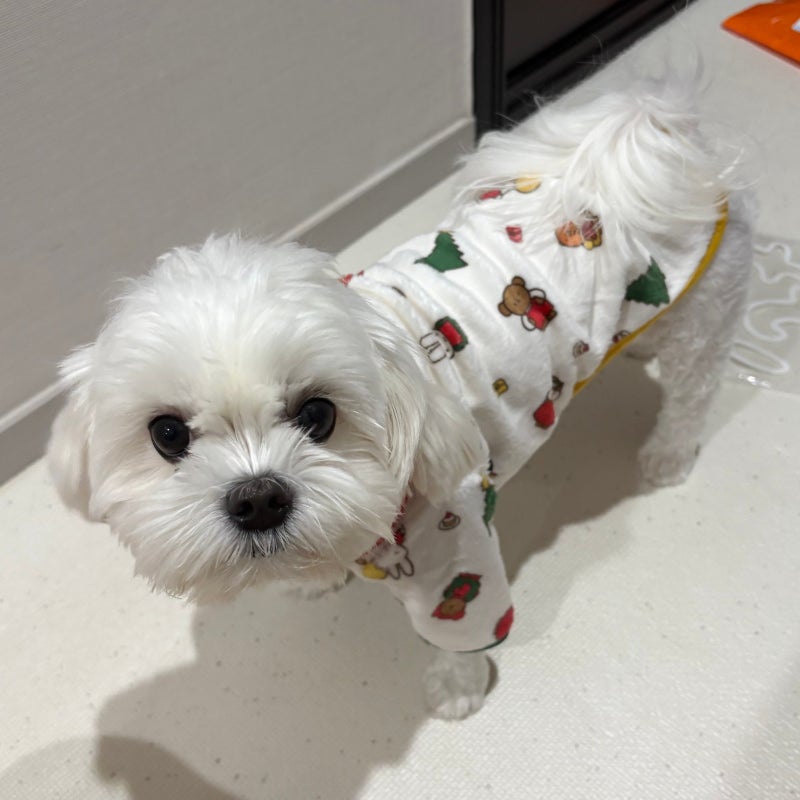(강아지 옷) 강아지 후리스 모음 / 추위로부터 백돌이를 지켜조.. 콧물 말티즈 / 누우띠 / 두랑....