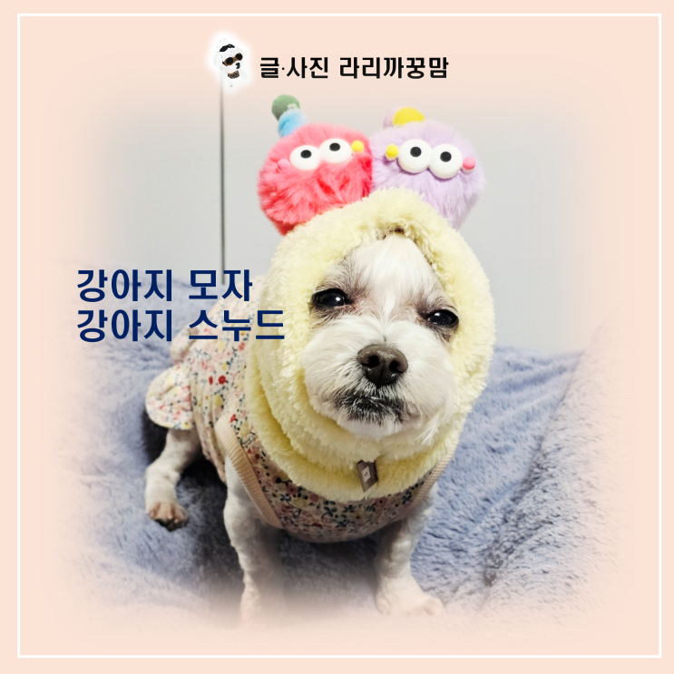  노견 시야 방해 없는 '강아지 모자' 찾았어요! 12살 꿍이의 겨울 산책 필수템, 귀여운 털 스누드 후기!
