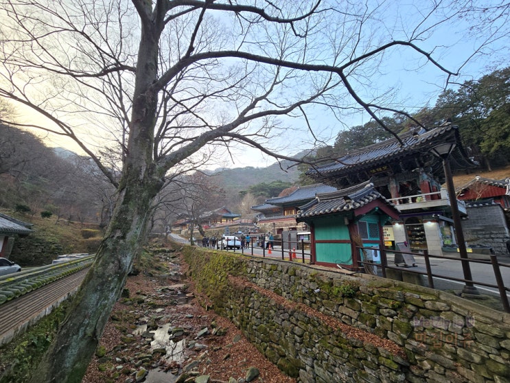  대전생활 일기 / 힐스테이트도안리버파크 현장초청 설명회, 쉐이크쉑, 동학사, 유성선병원 국제검진센터