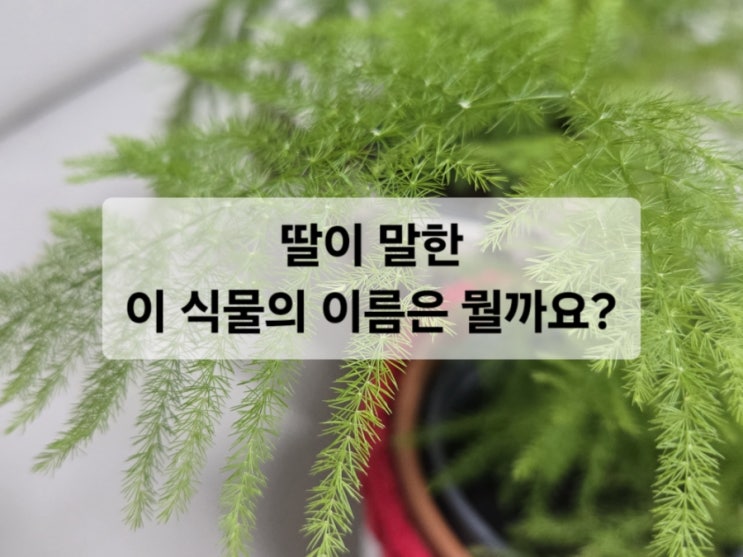  이 식물 이름은 뭘까요?