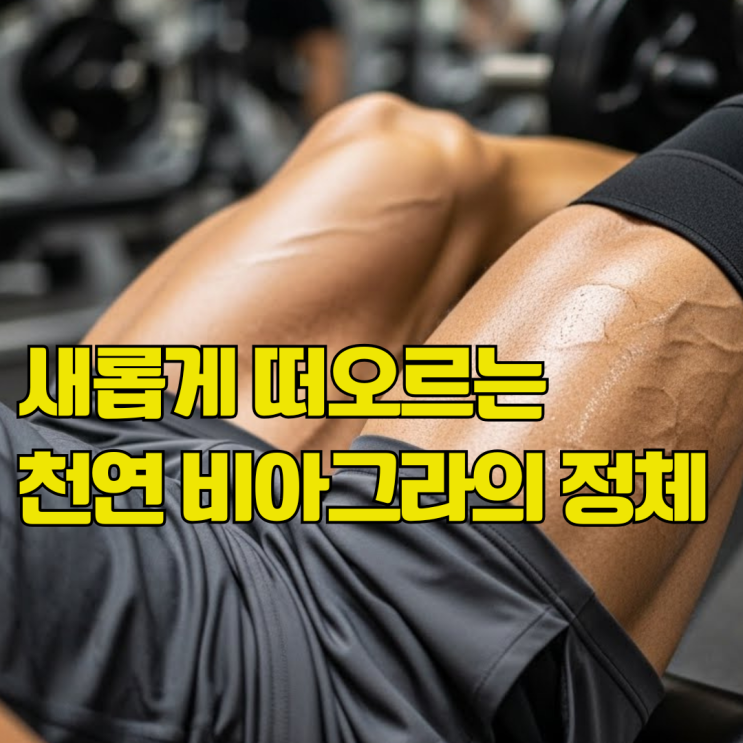  천연 비아그라 통캇알리 정말 효과있을까? 효과 및 부작용 총정리