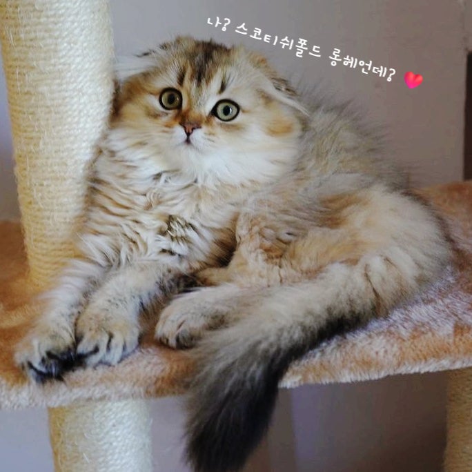  하이랜드폴드 성격과 특징 명칭만 다른 폴드 장모