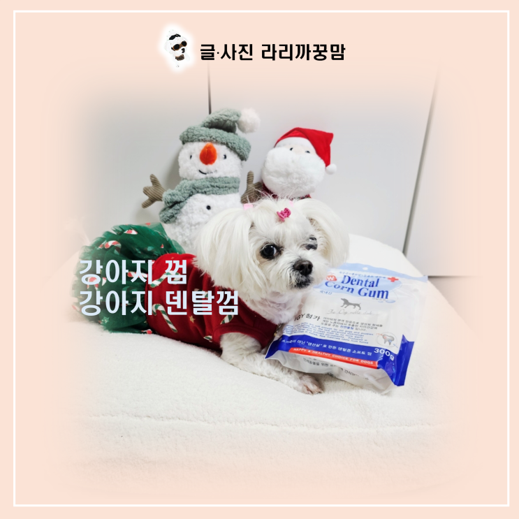  노견 꿍이가 편하게 씹는 덴탈 소프트 껌, 강아지 덴탈껌