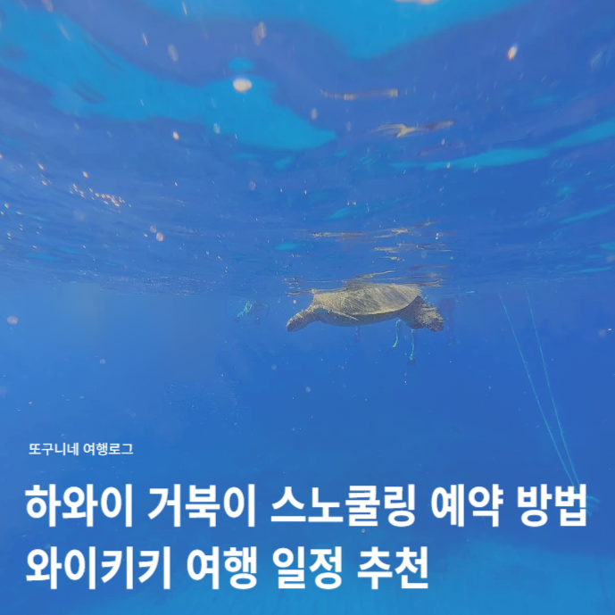  하와이 거북이 스노쿨링 예약 방법 준비물 할인 꿀팁! 와이키키 여행 일정 추천