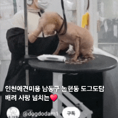  인천애견미용 남동구 논현동 도그도담 배려 사랑 넘치는