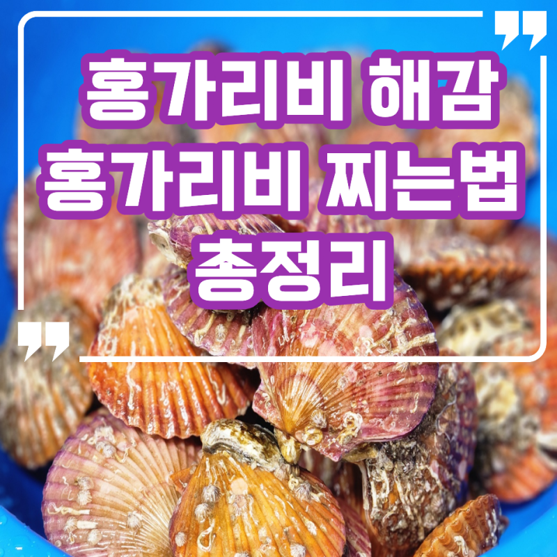 홍가리비 해감, 홍가리비 찌는법 총정리, 찜기도 해감도 필요없다고?