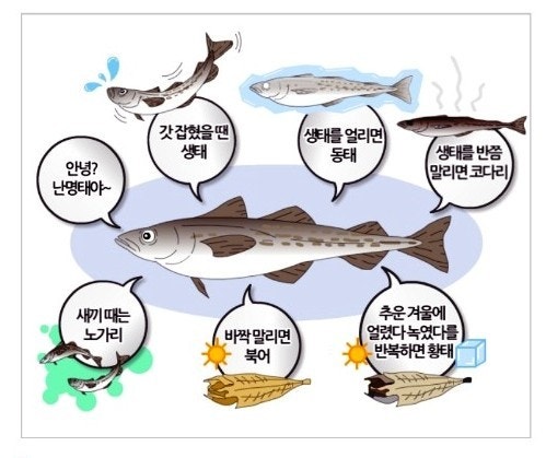  (쉬어가기1)명태이 다양한 이름