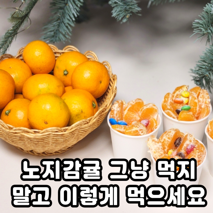 제주 노지감귤로 어린이집 겨울놀이 즐기기 또똣한 제주