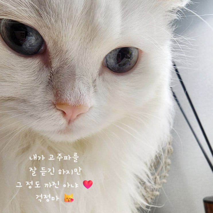  고양이 초음파 가습기 안전성 괜찮을까