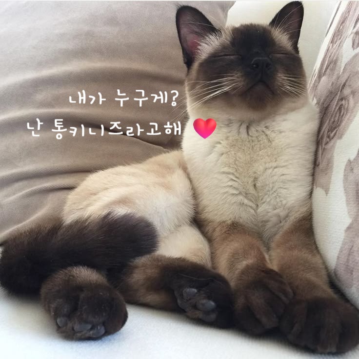  통키니즈 고양이 샴의 계보를 잇는 하이브리드냥