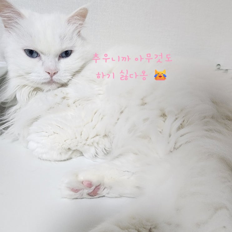  고양이 방광염 증상 겨울에 더 취약할 수 있어요