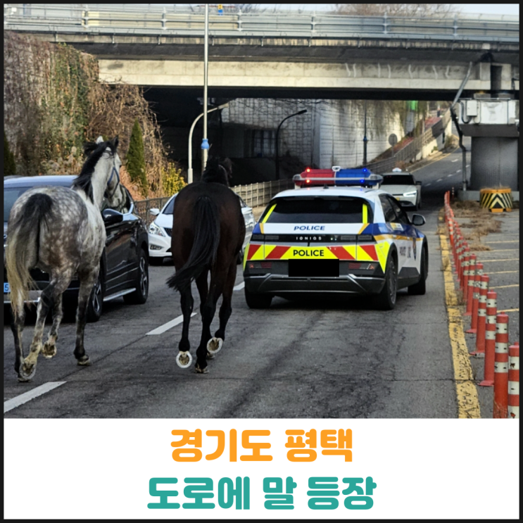  경기도 평택 도로에 말 등장