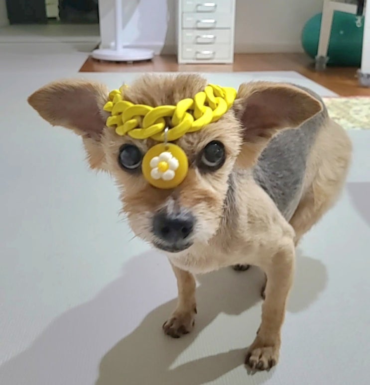  고양이 강아지보험 비교 선택 메리츠화재 펫퍼민트 펫보험