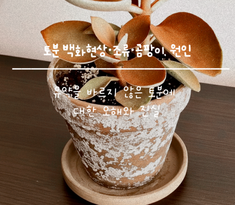 유약을 바르지 않은 토분에 대한 오해와 진실 -토분 백화현상·조류·곰팡이 해결법까지 정리