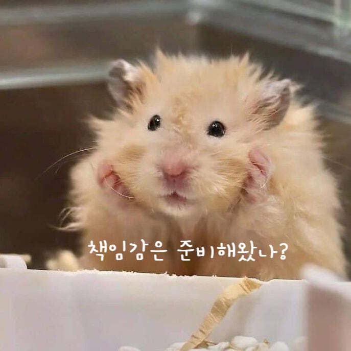  골든 햄스터 분양 어디서 받을까? 분양가는?