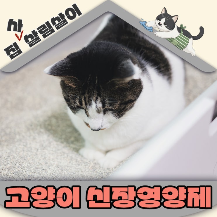  고양이 신장영양제 기호성이 좋아야 꾸준히 급여할 수 있어요