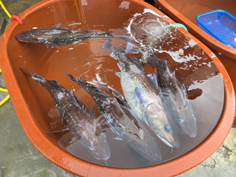 도선장횟집 사진 2