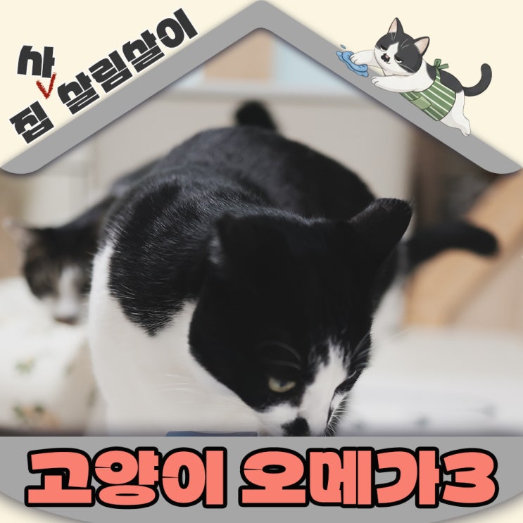  반려묘 건강 필수템 고양이 오메가3 기호성 좋게 제대로 급여하는 방법