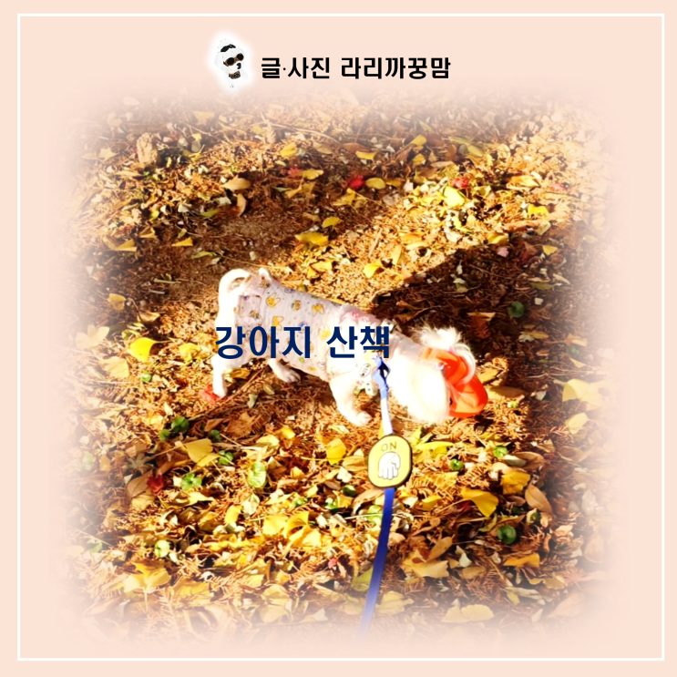  강아지 산책, 12살 노견과 걷는 시간의 가치