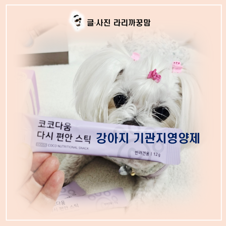  찬바람 불 때 필수! 강아지 기관지 영양제 찾는다면?