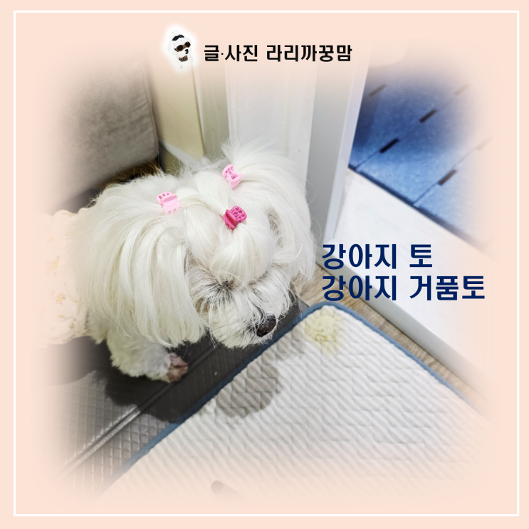  강아지 토 (거품토/노란토) 절대 무시하면 안 돼요!