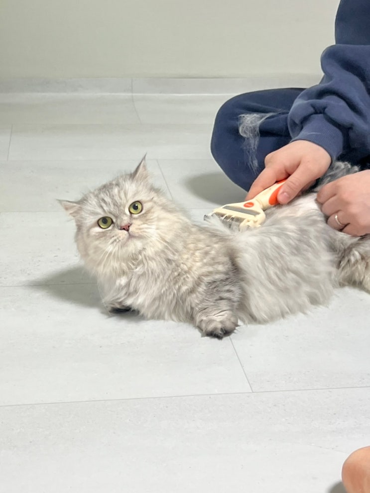  고양이털관리 장모 고양이 필수템 바비온 포밍브러쉬 빗