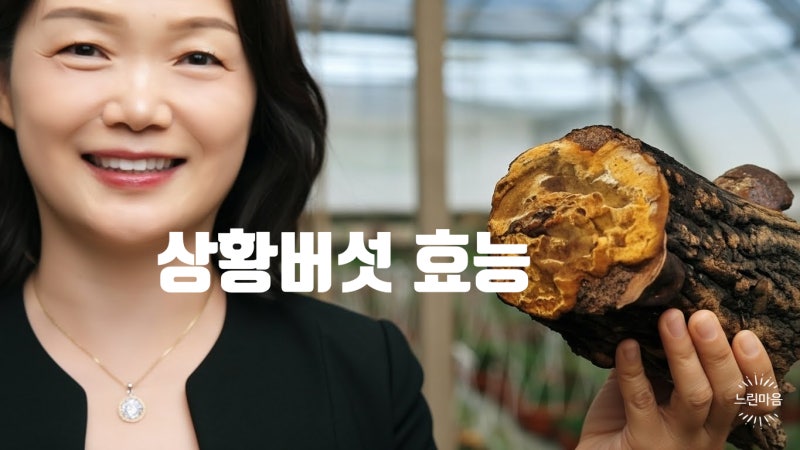 상황버섯 효능 5가지와 먹는방법과 부작용