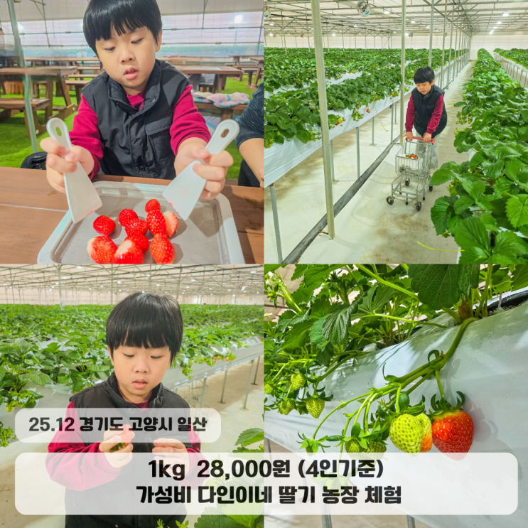  일산 아이랑 실내 가볼만한곳 다인이네 딸기체험농장