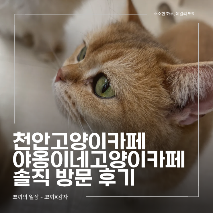  천안고양이카페 데이트 코스로 좋았던 아이동반가능 공간