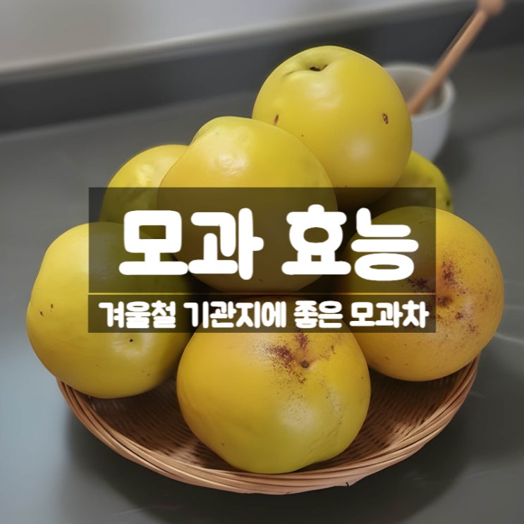  모과 효능 부작용 먹는법 – 겨울철 감기 기관지에 좋은 모과차