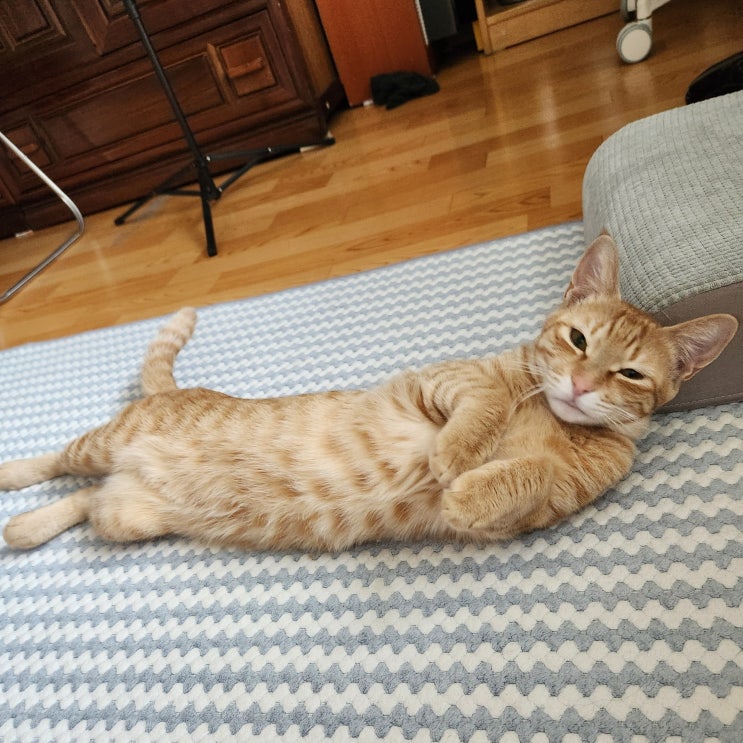  고양이 범백 증상 치료법 사람도 옮을까?