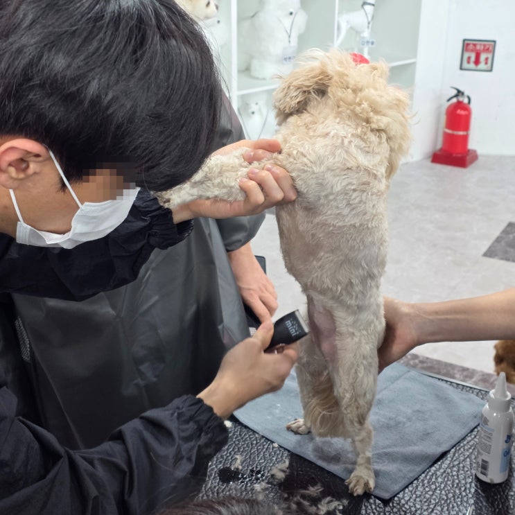  대연동애견미용학원에서 다시 마주한 현실 애견미용사 자격증 취득 후 막막함의 진짜 이유