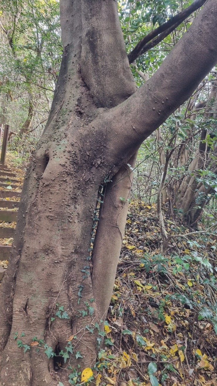 월라산 사진 6