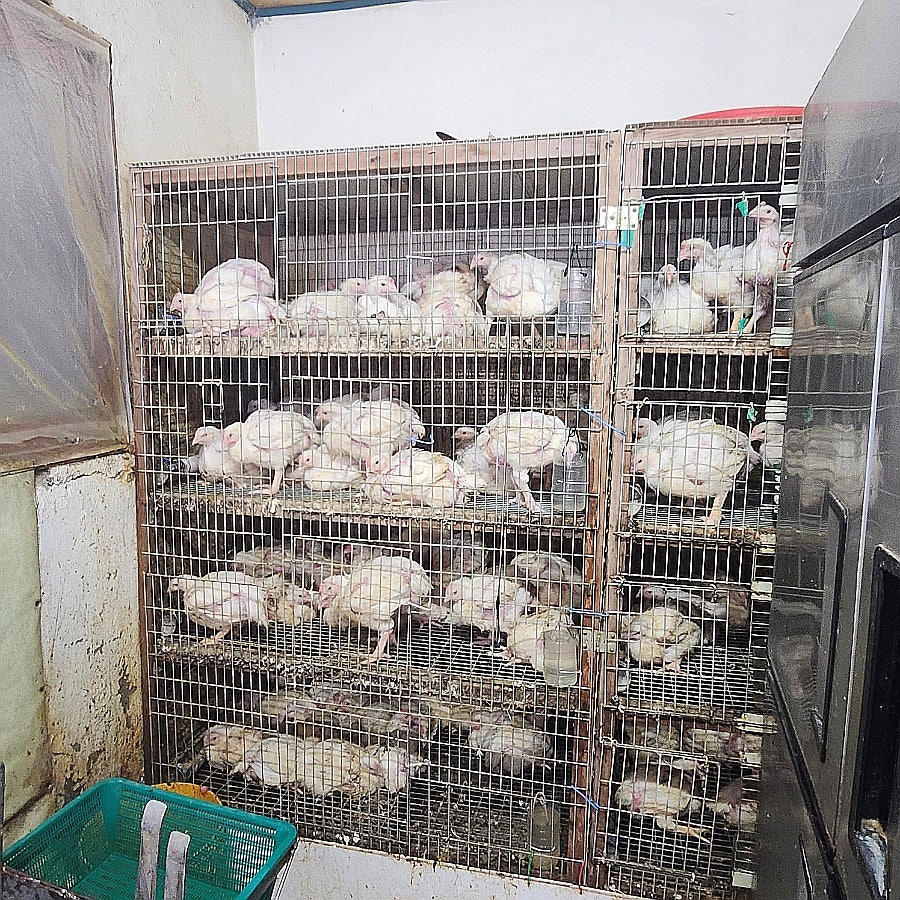 빅토리통닭 사진 5