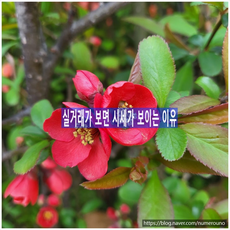  실거래가 보면 시세가 보이는 이유