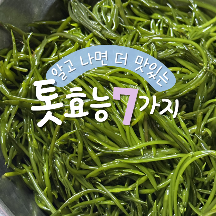  톳 효능 7가지 부작용 (톳나물)
