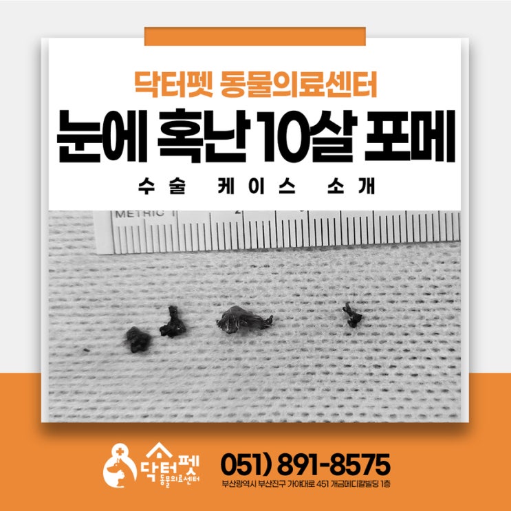  눈에 혹 난 10살 포메라니안 마취가 걱정돼요 부산 노령견 강아지 수술전문 동물병원