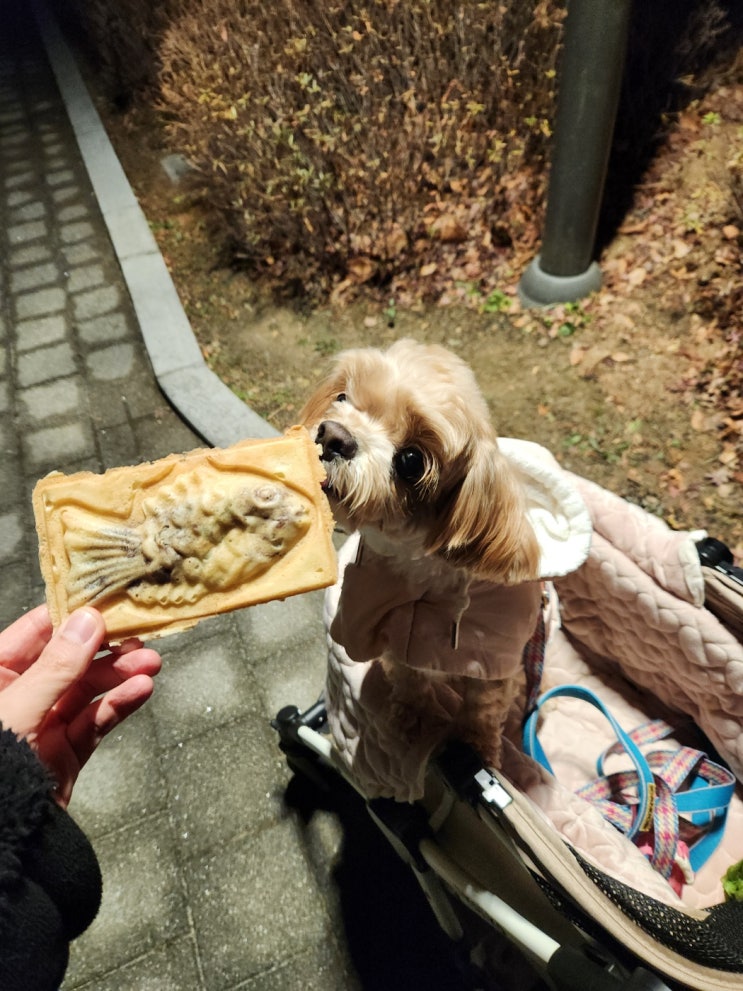  강아지 팥 붕어빵 줘도 될까요?