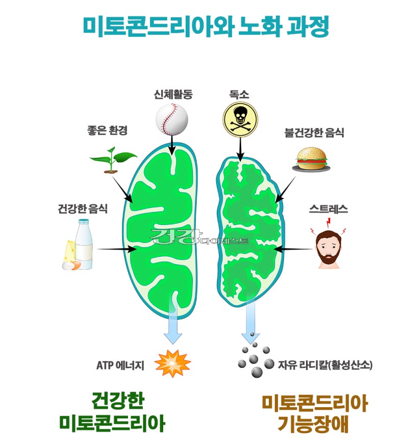 미토콘드리아 되살리는 루틴 5가지