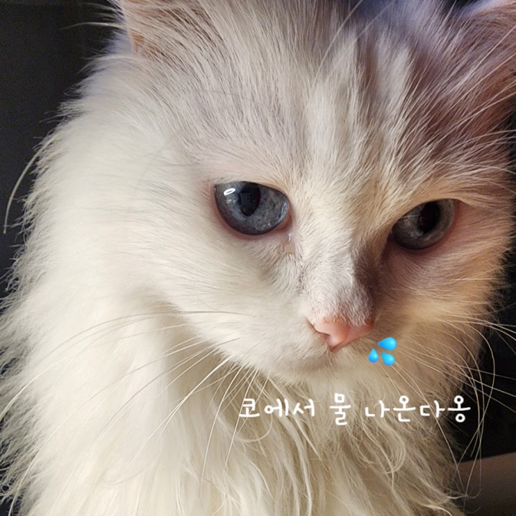  고양이 콧물 계속 나요 겨울철 고양이비염?