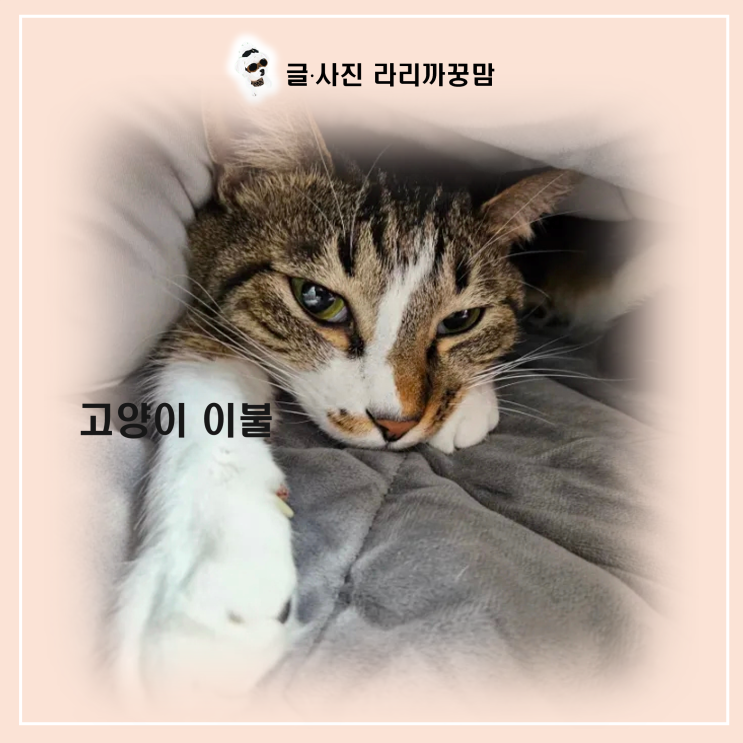  우리 냥이 숨 막히는 거 아니죠? 4살 수박이가 고양이 이불에 미치는 진짜 이유 3가지!