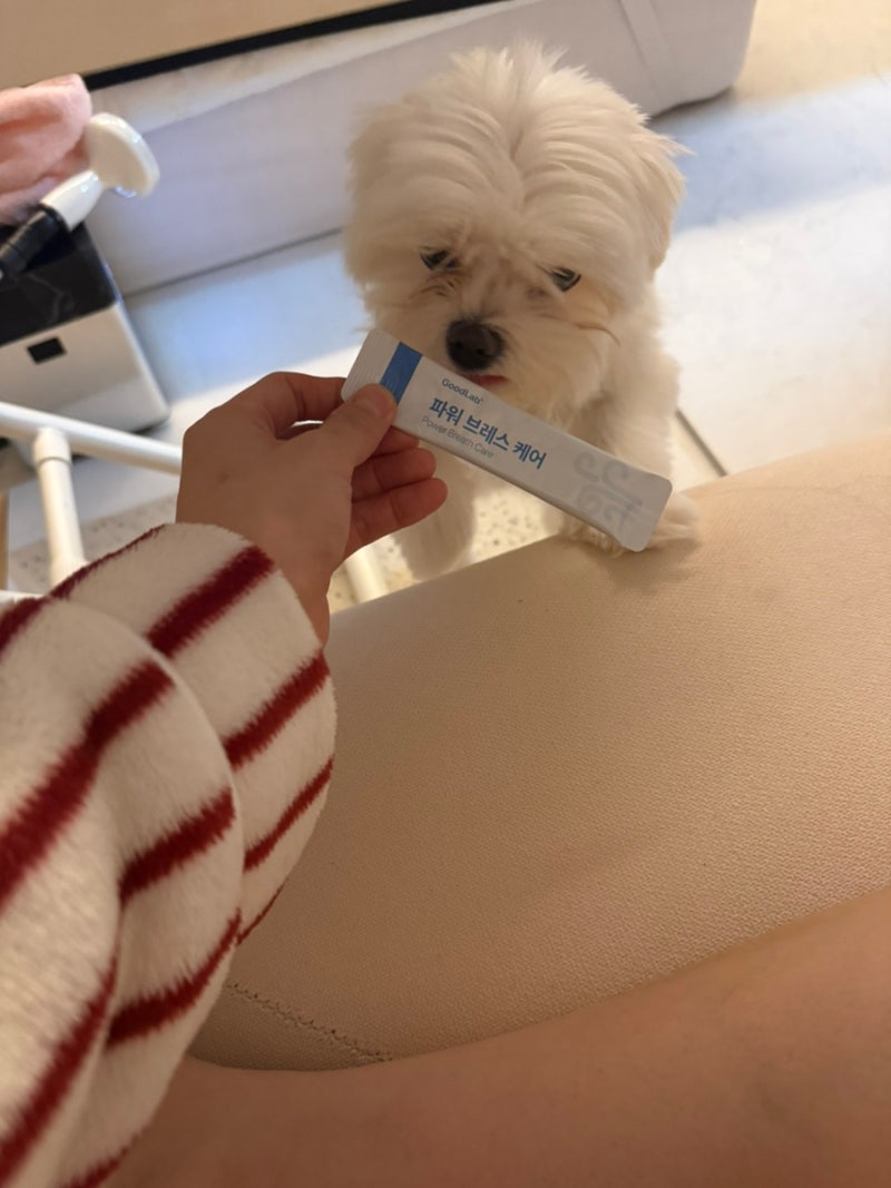 강아지 기침 때문에 선택한 굿랩 파워 브레스 케어 사용후기
